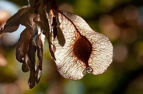 Pear shape seed backlit Stock Photos