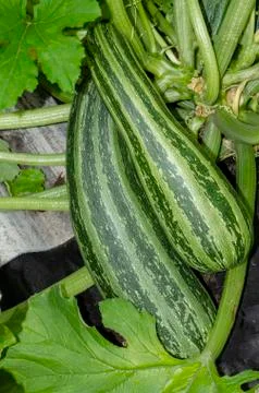 Pear-shaped pumpkin in the garden Stock Photos