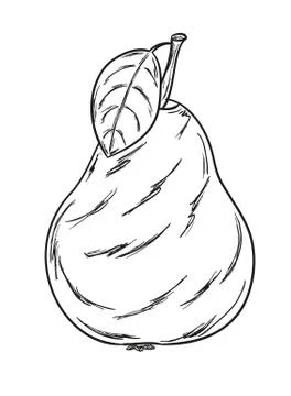 Pear sketch 스톡 일러스트