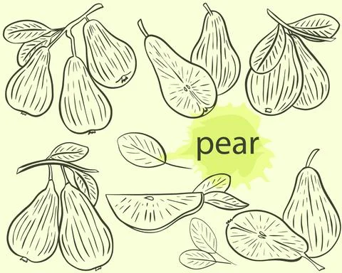 Pear sketch set, vector. イラスト素材
