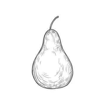 Pear sketch vector icon, isolated engraved sign Stock Illustration