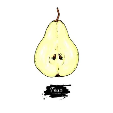 Pear slice vector drawing. Isolated hand drawn object on white b Stock Illustration