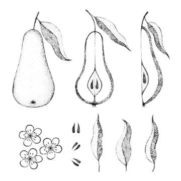 Pear, sliced piece, flowers. Vector illustration. Dotted texture. Stock Illustration