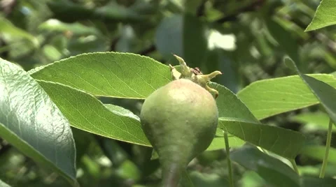 Pear, spring in the garden. Stock Footage 6325181