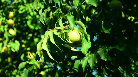 Pear in the summer garden. Stock Footage 66767087