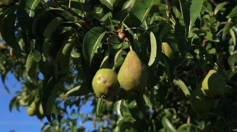 Pear Tree 2 Stock Footage 26305707