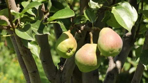 Pear tree 2 스톡 동영상 333144403