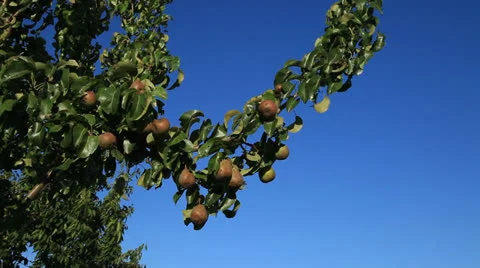 Pear Tree 3 動画素材 26346125