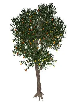 Pear tree - 3D render Stock Illustration