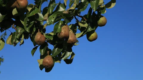 Pear Tree 4 Stock Footage 26346470