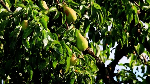 A pear tree in autumn 4k video Stock Footage 344593118