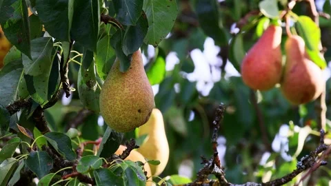 A pear tree in autumn 4k video Видео 344593780