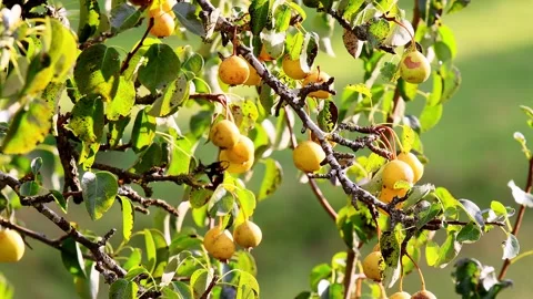 A pear tree in autumn 4k video Stock Footage 344594881