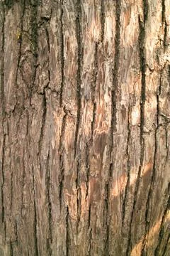 Pear tree bark Stock Photos