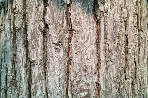 Pear tree bark Stock Photos