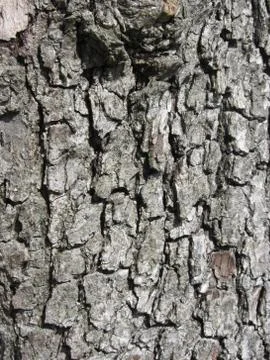 Pear tree bark texture background Stock Photos