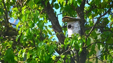 In a pear tree is a bird house made of birch material illuminated by the sun Stock Footage 129786318