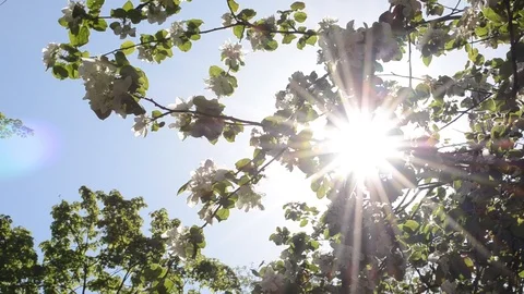 Pear tree in bloom, flowering tree - spring in the city. Stock Footage 114968734