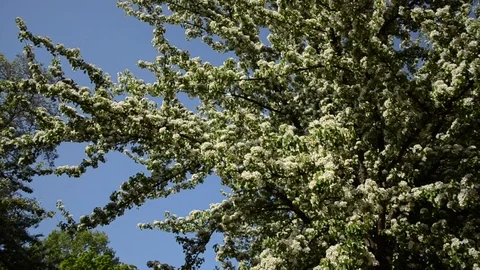Pear tree in bloom, flowering tree - spring in the city. Stock Footage 114968739