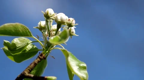 Pear tree, bloom in spring Stock Footage 49722520
