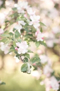 Pear tree blooming closeup. Spring garden. Stock Photos