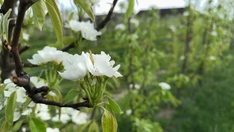 Pear tree blooming in a spring orchard Stock Footage 307280720