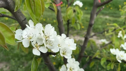 Pear tree blooming in a spring orchard Stock Footage 307280786