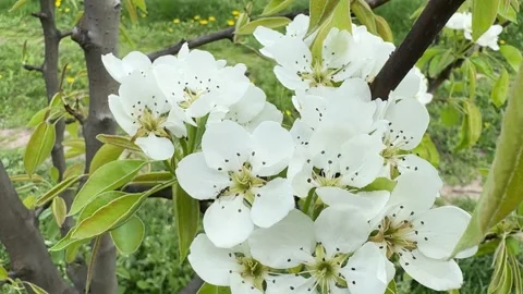 Pear tree blooming in a spring orchard Stock Footage 307280828