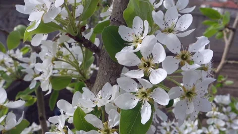 Pear tree blooming in spring, pear tree in bloom, pear tree flower, Stock Footage 187101145