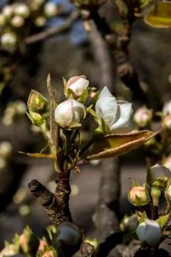 The pear tree blooms in early spring. Stock Photos