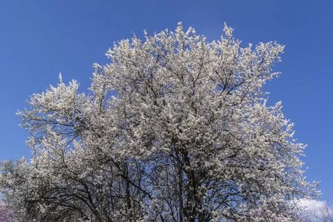 The pear tree blooms in early spring. Stock Photos