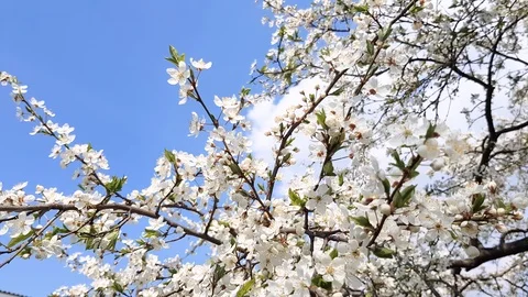 Pear tree blooms. Stock Footage 106756530