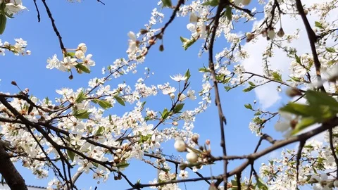 Pear tree blooms. Stock Footage 106757081