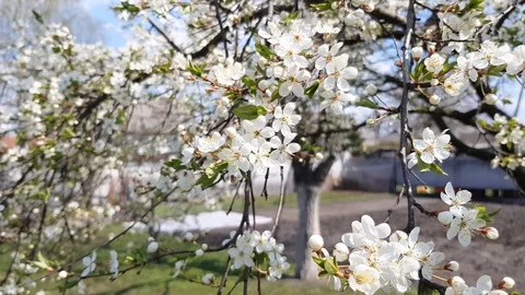 Pear tree blooms. Stock Footage 106757619
