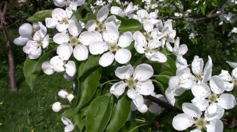 Pear tree blossom Stock Footage 24696605