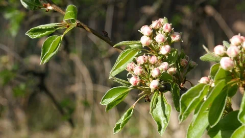 Pear tree blossom. Stock Footage 107192401