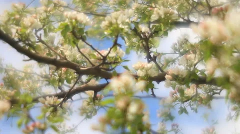 Pear tree blossom on mist background in fairy tale style for dreamlike mood Stock Footage 50363251