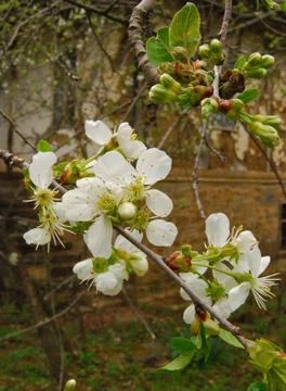 Pear-tree blossom Stock Photos