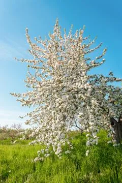 Pear tree blossom in spring Stock Photos