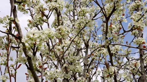 Pear tree with blossoming flowers Vídeo Stock 302899335