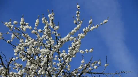 Pear-tree blossoming Stock Footage 10842167