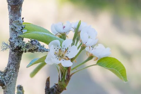 Pear tree blossoms close up view in detail Stock Photos