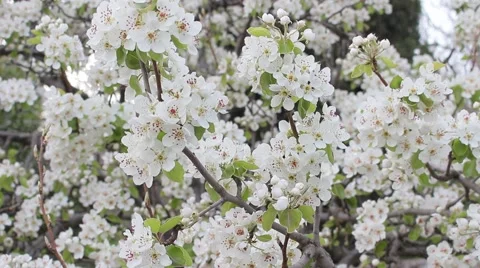 Pear tree blossoms Vídeo Stock 49245945