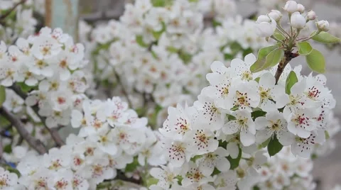 Pear tree blossoms Vídeo Stock 49246724