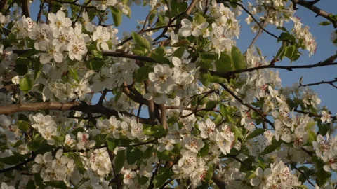 Pear Tree Blossoms Glowing in Sunset Light Stock Footage 332211211