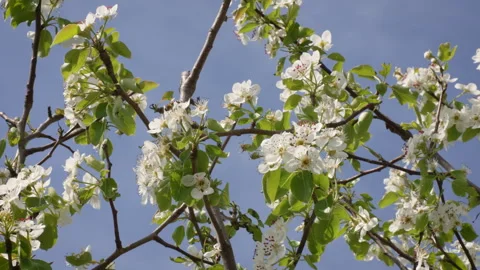 Pear Tree Blossoms Moving in Sunny Breeze Stock Footage 332207696