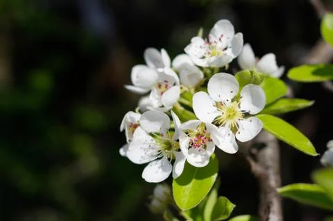 Pear tree blossoms Foto stock