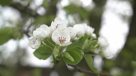 Pear tree blossoms in spring 4k Stock Footage 253404221