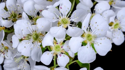 Pear tree blossoms time lapse Stock Footage 339008155