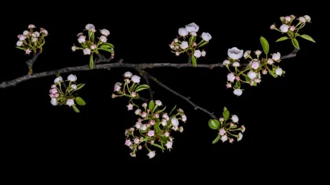 Pear tree blossoms time lapse 動画素材 339456514